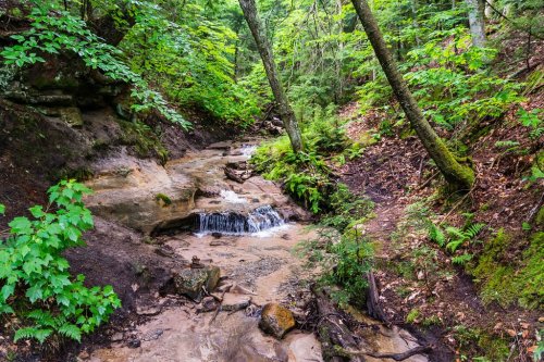 A serene forest scene featuring a small stream flowing over rocks, surrounded by lush green foliage and trees.