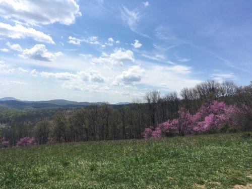 A scenic landscape featuring rolling hills, a blue sky with clouds, and blooming pink trees in the foreground.