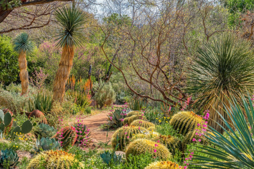 A vibrant garden path surrounded by various cacti, succulents, and blooming flowers under a clear sky.