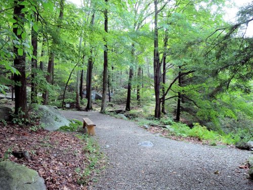A serene forest path winding through lush greenery, with a wooden bench nestled among the trees.
