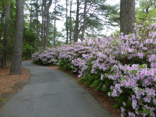 A winding path surrounded by blooming pink azaleas and tall pine trees in a serene forest setting.