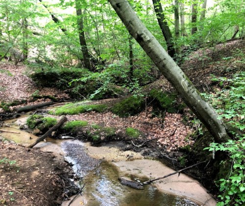 A serene forest scene featuring a small creek surrounded by lush greenery and fallen leaves.