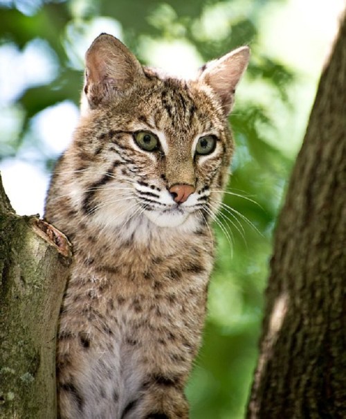 A close-up of a bobcat perched on a tree branch, surrounded by green foliage.