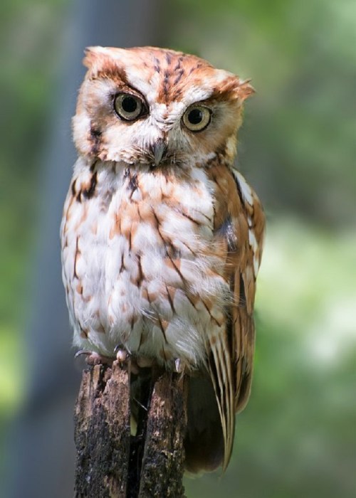 A close-up of a brown and white owl perched on a wooden post, with large, expressive eyes and a soft, feathered body.