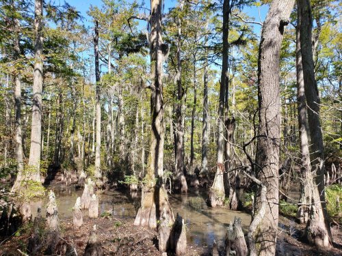 A serene swamp scene with tall trees and cypress knees emerging from the water under a clear blue sky.