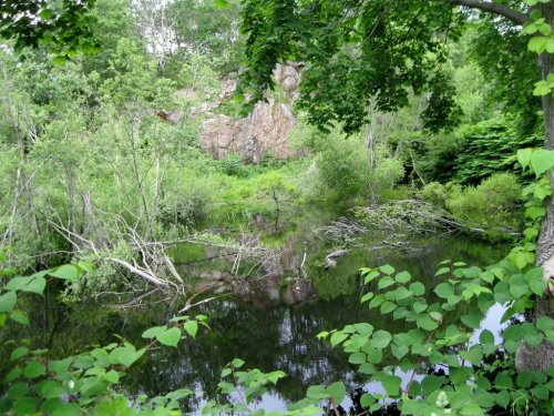 Lush greenery surrounds a calm pond, reflecting trees and rocky cliffs in a serene natural setting.