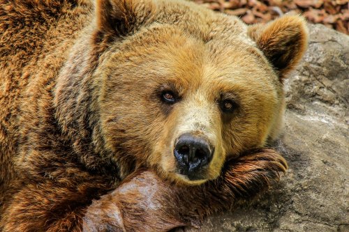 A close-up of a brown bear resting its head on a rock, with a calm expression and detailed fur texture.