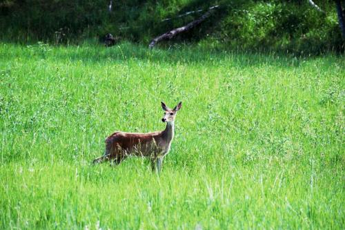 A deer standing in a lush green field, surrounded by tall grass and trees in the background.
