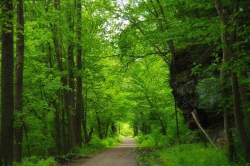 A serene path through a lush green forest, flanked by tall trees and a rocky outcrop.