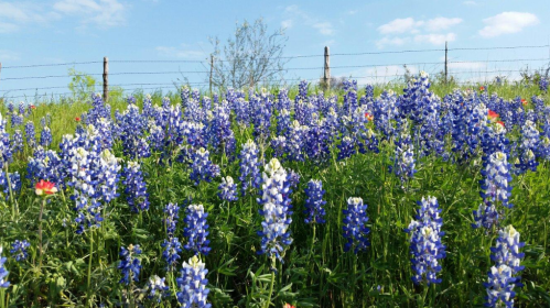 A vibrant field of bluebonnet flowers under a clear blue sky, with a fence in the background.