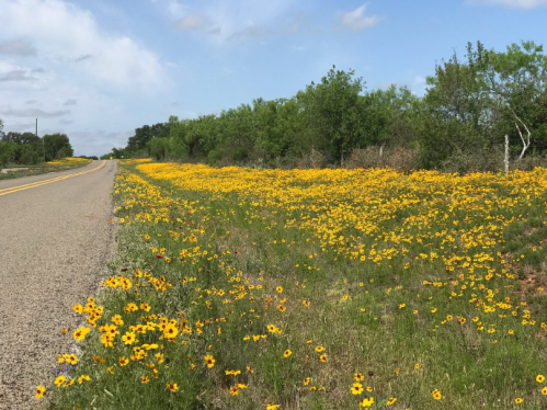 A scenic roadside view featuring a vibrant field of yellow wildflowers under a blue sky with scattered clouds.