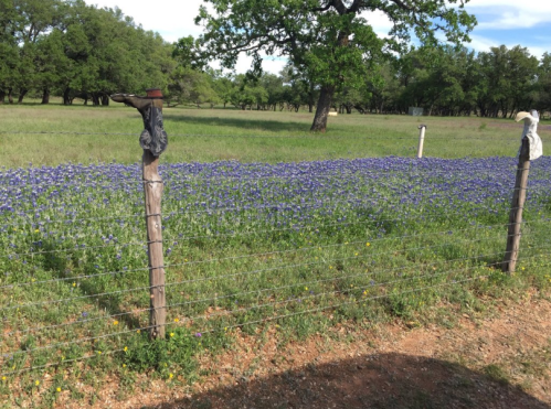 A field of bluebonnets blooms beside a barbed wire fence, with trees in the background under a clear sky.