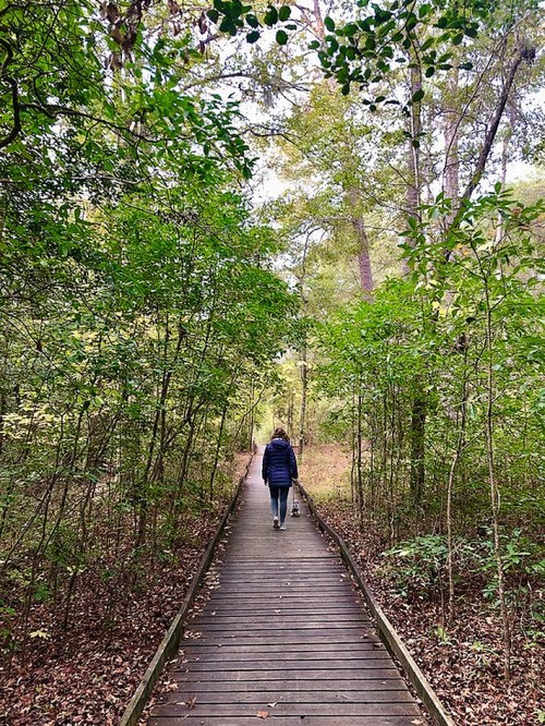 A person walks along a wooden path surrounded by lush greenery in a tranquil forest setting.