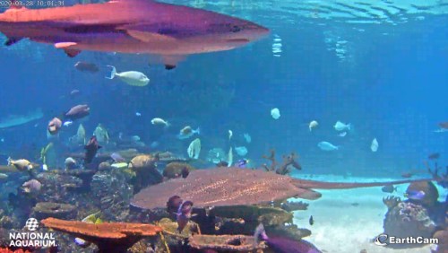 A vibrant underwater scene featuring a shark, stingray, and various colorful fish swimming among coral.