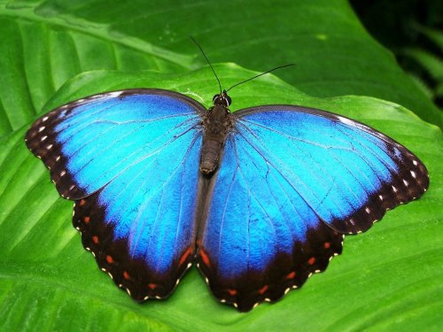 A vibrant blue butterfly resting on a green leaf, showcasing its striking wings and intricate patterns.