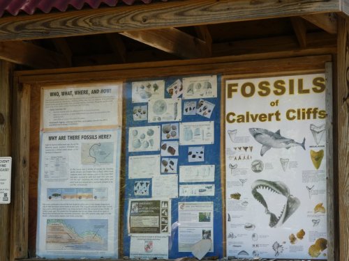 Information display about fossils at Calvert Cliffs, featuring diagrams and descriptions of various fossil types.