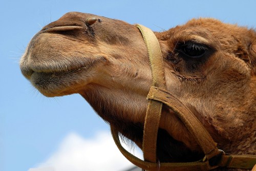 Close-up of a camel's face, showcasing its features against a blue sky.