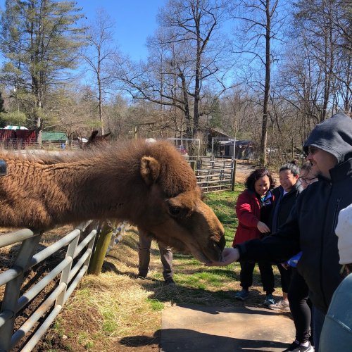 A camel interacts with visitors at a farm, with trees and a clear blue sky in the background.