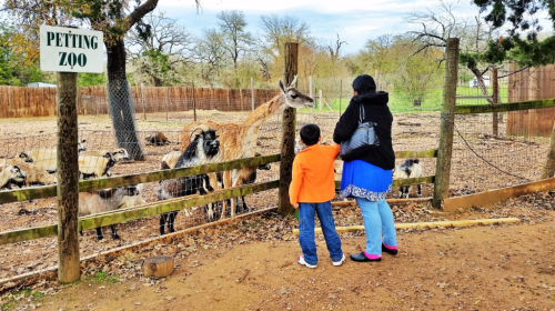 A child and an adult stand by a petting zoo fence, observing a llama and goats in a natural setting.