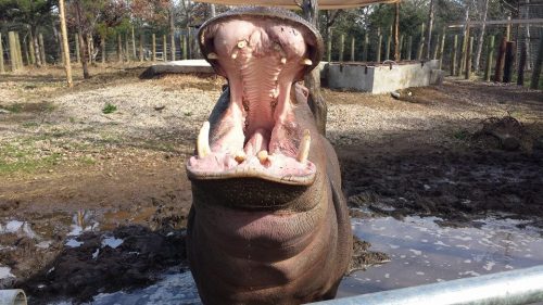 A large hippopotamus with its mouth wide open, showing its teeth, in a muddy enclosure.