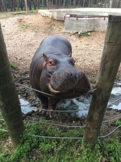 A hippo stands near a fence, looking curiously at the camera in a natural habitat setting.
