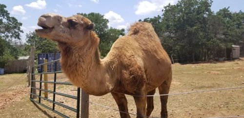 A camel stands in a grassy area, with a fence and trees in the background under a blue sky with clouds.