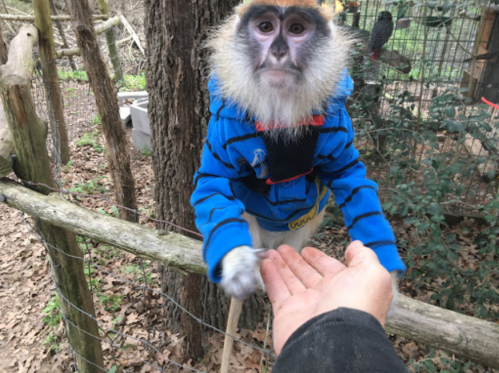 A monkey in a blue striped hoodie reaches out to a person's hand in a wooded area.