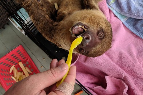 A sloth reaching for a yellow spoon while being fed, with a hand holding the spoon and a cozy setting in the background.