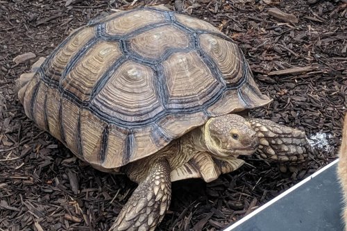 A large tortoise with a textured shell crawls over dark mulch in a natural setting.