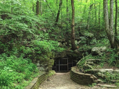 A forested area with lush green trees and a stone pathway leading to a gated cave entrance.
