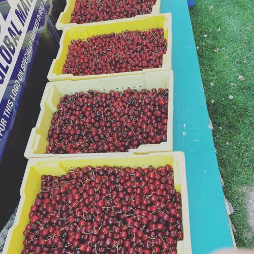 Four yellow bins filled with fresh cherries, arranged on a green table outdoors.