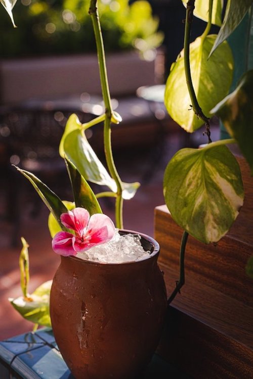 A clay cup filled with ice and a pink flower, surrounded by green leaves in a sunny outdoor setting.