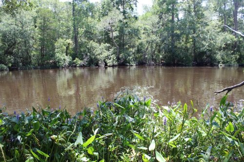A serene river scene surrounded by lush greenery and trees, with purple flowers along the water's edge.