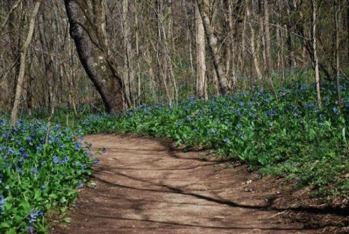 A winding dirt path through a forest, bordered by vibrant blue flowers and trees in early spring.
