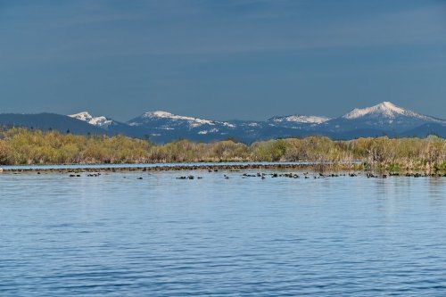 A serene lake with lily pads, surrounded by lush greenery and snow-capped mountains under a clear blue sky.