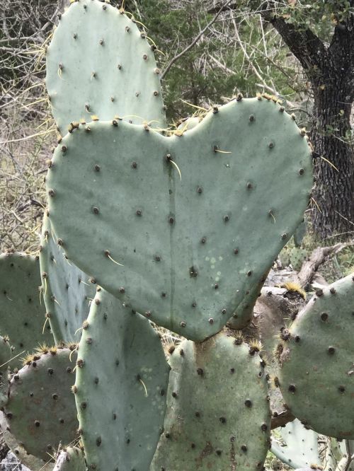 A heart-shaped cactus pad surrounded by other cactus pads in a natural setting.