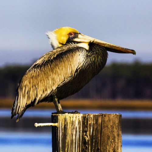 A pelican perched on a wooden post by the water, with a soft blue background and a hint of greenery.