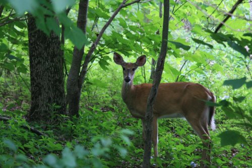 A deer stands among lush green foliage, partially hidden behind trees in a serene forest setting.