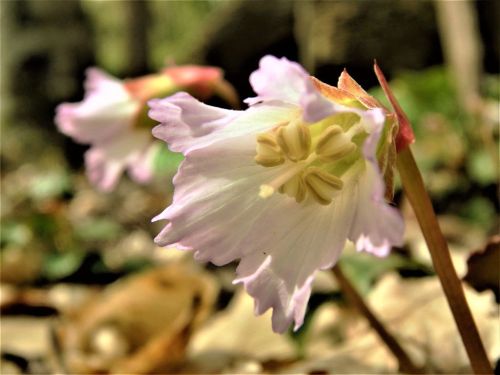 Delicate pink and white flowers bloom among fallen leaves in a forest setting.