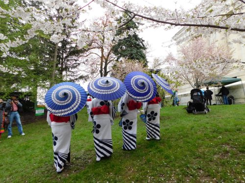Four individuals in traditional attire with blue umbrellas walk through a park, surrounded by blooming cherry blossom trees.