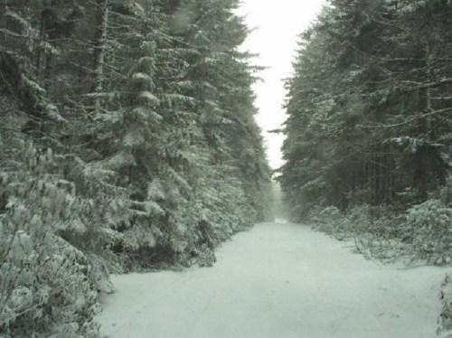 A snow-covered forest path lined with tall trees, creating a serene winter landscape.