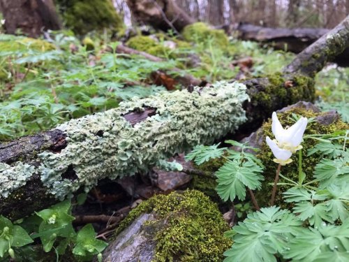 A moss-covered log in a forest, with delicate white flowers and green foliage surrounding it.