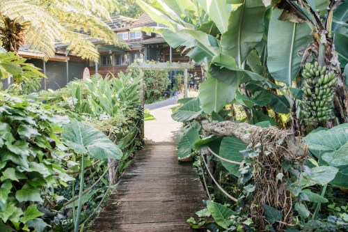 A wooden pathway leads through lush greenery to a rustic building in a tropical garden setting.