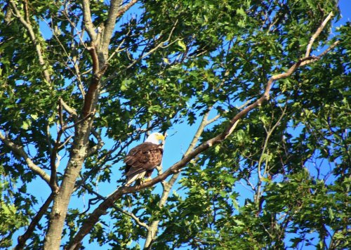 A bald eagle perched on a tree branch surrounded by green leaves against a blue sky.