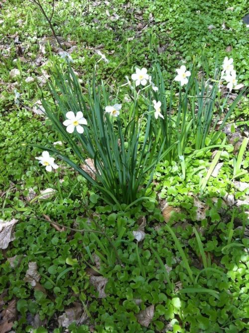 A cluster of white flowers with yellow centers surrounded by green foliage and small leaves on the ground.