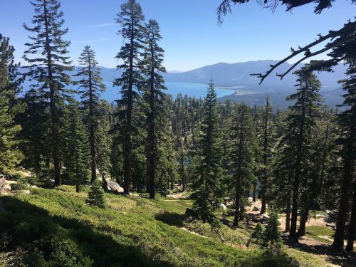 A scenic view of tall pine trees overlooking a lake and mountains under a clear blue sky.