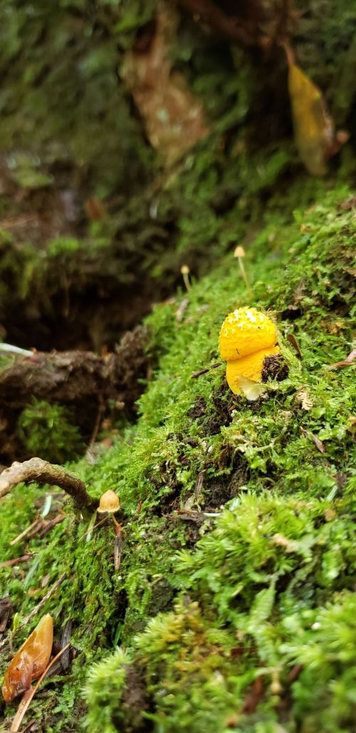 A small yellow mushroom grows amidst lush green moss on a forest floor.