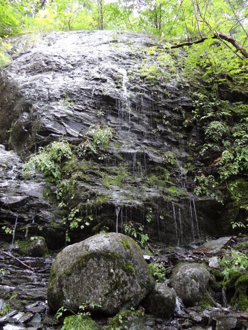 A rocky cliff with water cascading down, surrounded by lush green foliage and moss-covered stones.