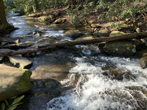 A serene stream flows over rocks, surrounded by lush greenery and a fallen log, creating a peaceful natural scene.