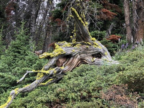 A gnarled, moss-covered tree stump surrounded by lush green foliage and coniferous trees.